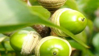 Oak Tree Seeds