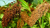 Sorghum